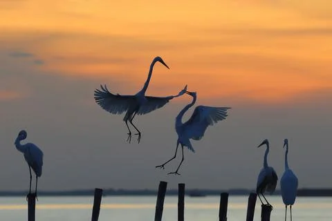 Great egret Stock Photos