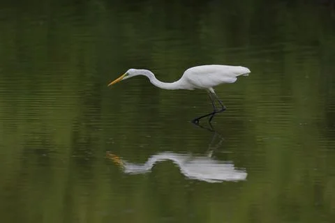 Great egret Stock-Fotos