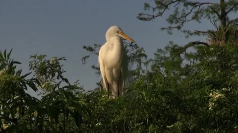 Great egret preening Stock Footage 62870174