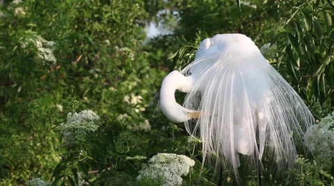 Great Egret preening Stock Footage 63052896