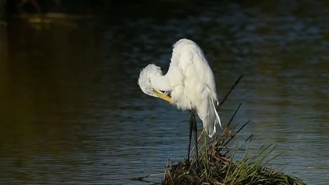 Great Egret Preening Stock Footage 74007696