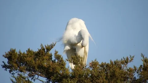 Great Egret Preening Stock Footage 75847195
