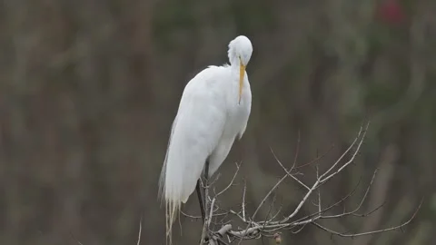 Great Egret Preening Perched in Tree Video stock 267769260