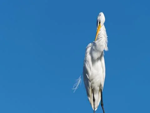 Great Egret Preening Foto stock