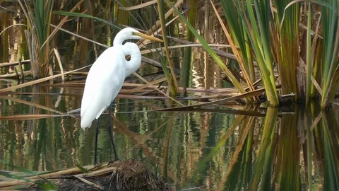 A Great Egret in a Reed Bed Stock Footage 89516420