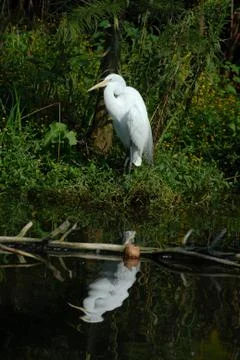 Great Egret Reflection Stock Photos