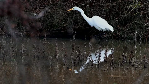 Great egret with reflection stalking prey in water, slomo 4k Stock Footage 263515565