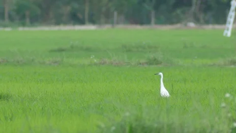 Great egret scouting in the paddy field Stock Footage 72578036