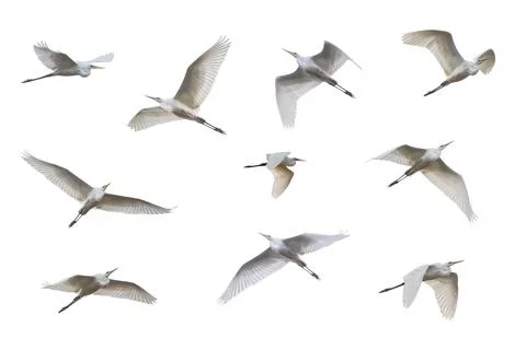 Great Egret Set Isolated Stock Photos