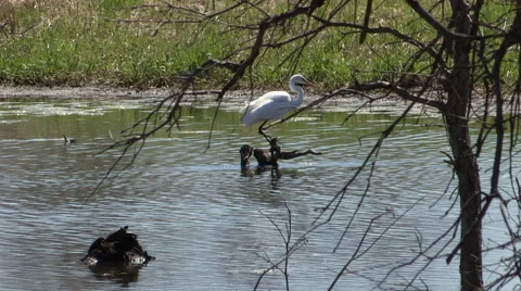 Great Egret sitting On a Log Stock Footage 49622113