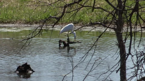 Great Egret sitting On a Log Video stock 49622168