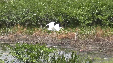 Great egret in slow motion Stock Footage 49893221