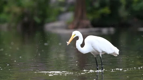 Great Egret Small Fish Catch Stock Footage 136396178