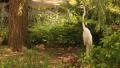 Great Egret standing by plants HD 동영상