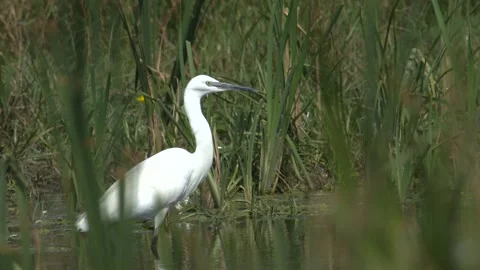 Great Egret standing in a pond surrounded by green reed Stock Footage 286967430