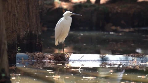 Great Egret Standing Still on a Pipe in a Calm Wetland Environment Stock Footage 341950512