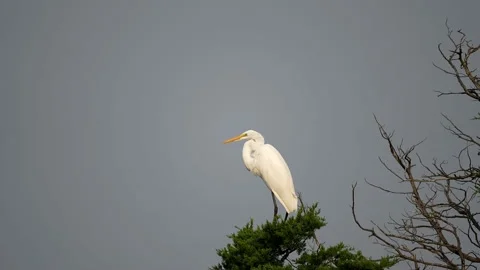 Great Egret Standing in a Tree Video stock 160948457