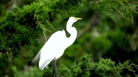 Great Egret Standing in a Tree Stock Footage 163690012
