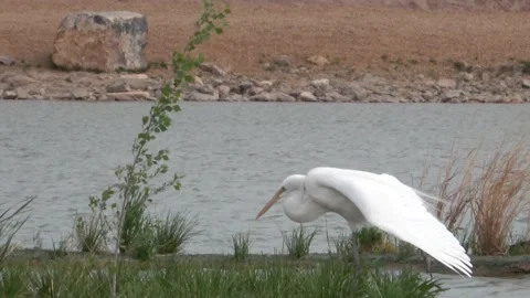 The Great Egret takes off Stock Footage 152430084