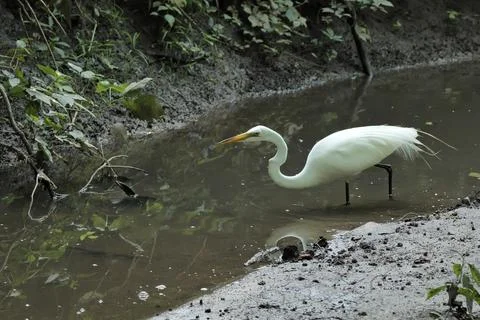 The great egret is taking aim. Stock Photos