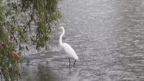 Great Egret Taking Off Beside a Weeping Willow During Rain Stock Footage 340757834