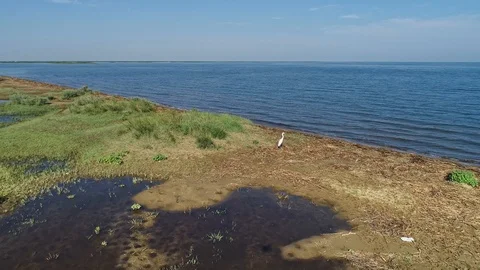 Great egret taking off in flight from marsh Stock Footage 97003854