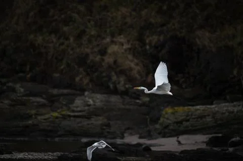 Great Egret Taking Flight River Dark Background Stock Photos