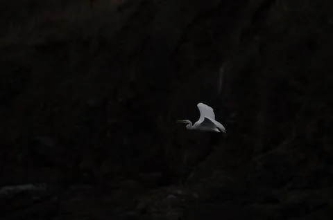 Great Egret Taking Flight River Dark Background Stock Photos
