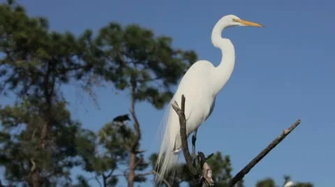 Great Egret on top of a tree. 動画素材 10594052