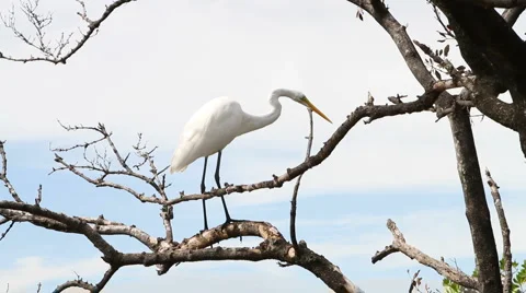 Great Egret In Tree Видео 1071237
