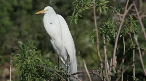 Great Egret in the trees. 動画素材 10594059