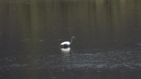 Great Egret trying to catch Fish Stock Footage 49621698