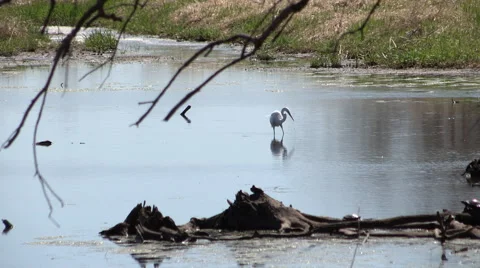 Great Egret trying to catch Fish Stock Footage 49621853