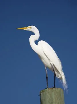 Great Egret under blue sky. Stock Photos
