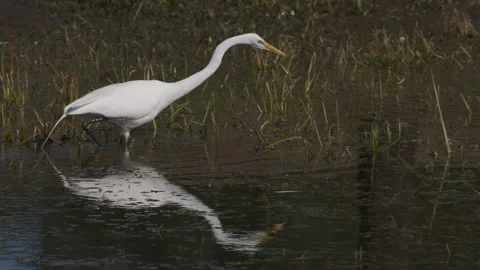 Great egret wading 2 Stock Footage 152323125
