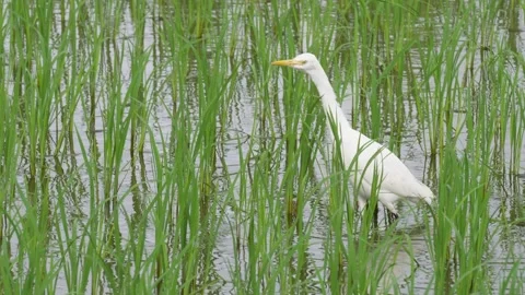 A Great Egret is wading Stock Footage 316229972