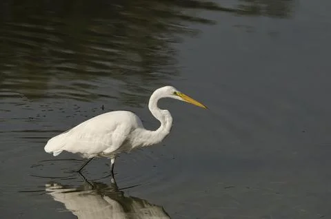 Great Egret Wading Stock Photos