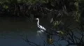 Great egret walking into focus and flying away HD Footage