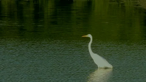 Great Egret walking Stock Footage 259865514