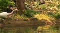 Great Egret walking to Water, Snatching Food HD 동영상
