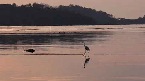 Great Egret,bird. Stock Footage 64090294