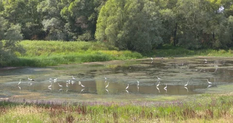 Great egrets (Ardea alba) foraging in shallow water Stock-Footage 104667375