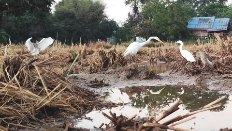 Great egrets Stock Footage 166593480
