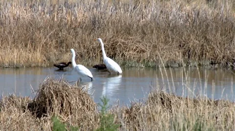 Great Egrets &amp; Ibis Stock Footage 37442460