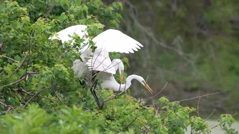 Great egrets mating in lush green wetland with soft natural lighting Vídeo Stock 334664627
