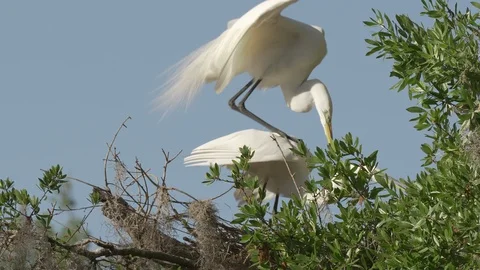 Great egrets mating in the trees in a park in Orlando Florida Video stock 127459182