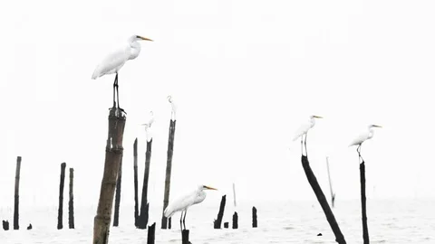Great egrets parallax Stock-Footage 73846364