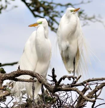 Great egrets Stock Photos
