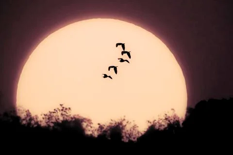 Great egrets Stock Photos