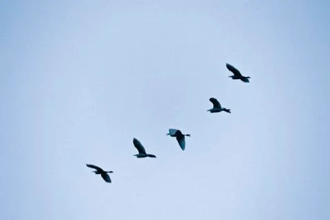Great egrets Stock Photos